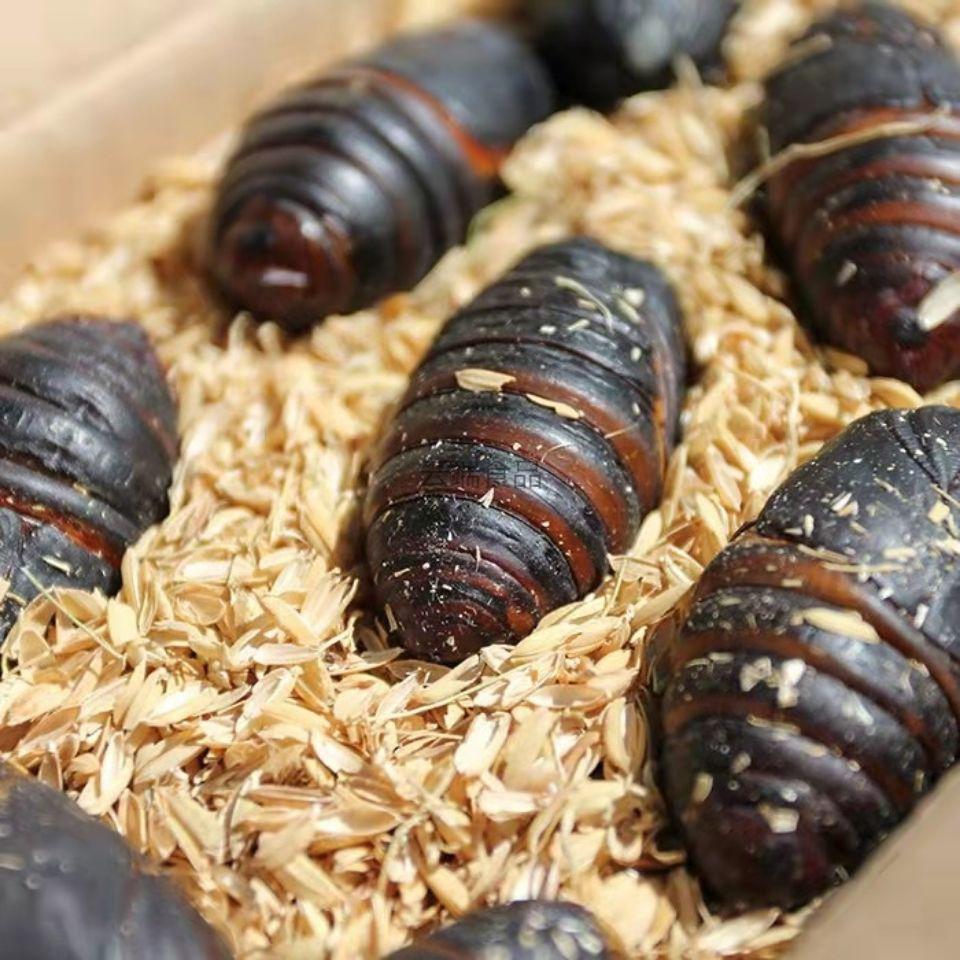 2021新茧蛹鲜活大蚕蛹东北特产活体茧蛹柞树蛹蝉蛹保活 1000g 黑蛹王