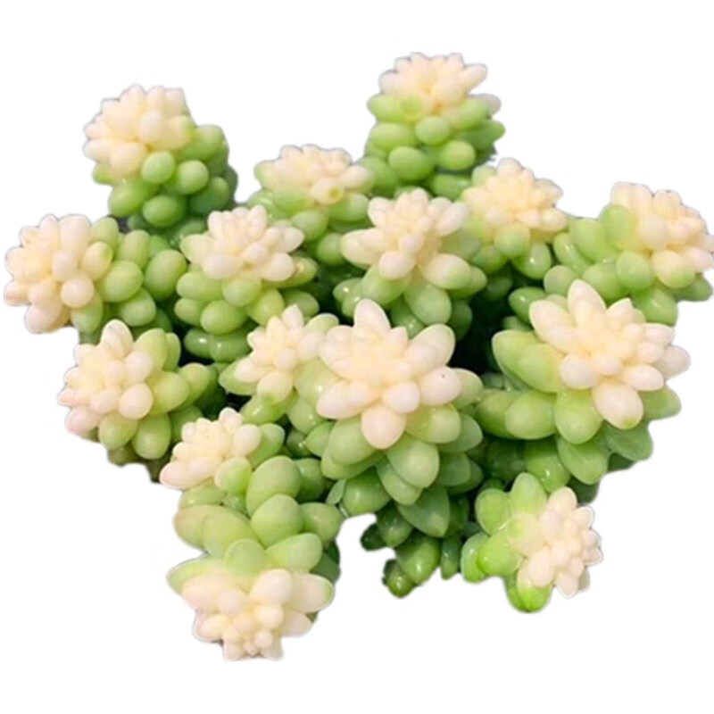 彩虹新玉缀锦彩色新玉坠多肉植物贵货稀有办公室内肉肉盆栽花卉 新玉