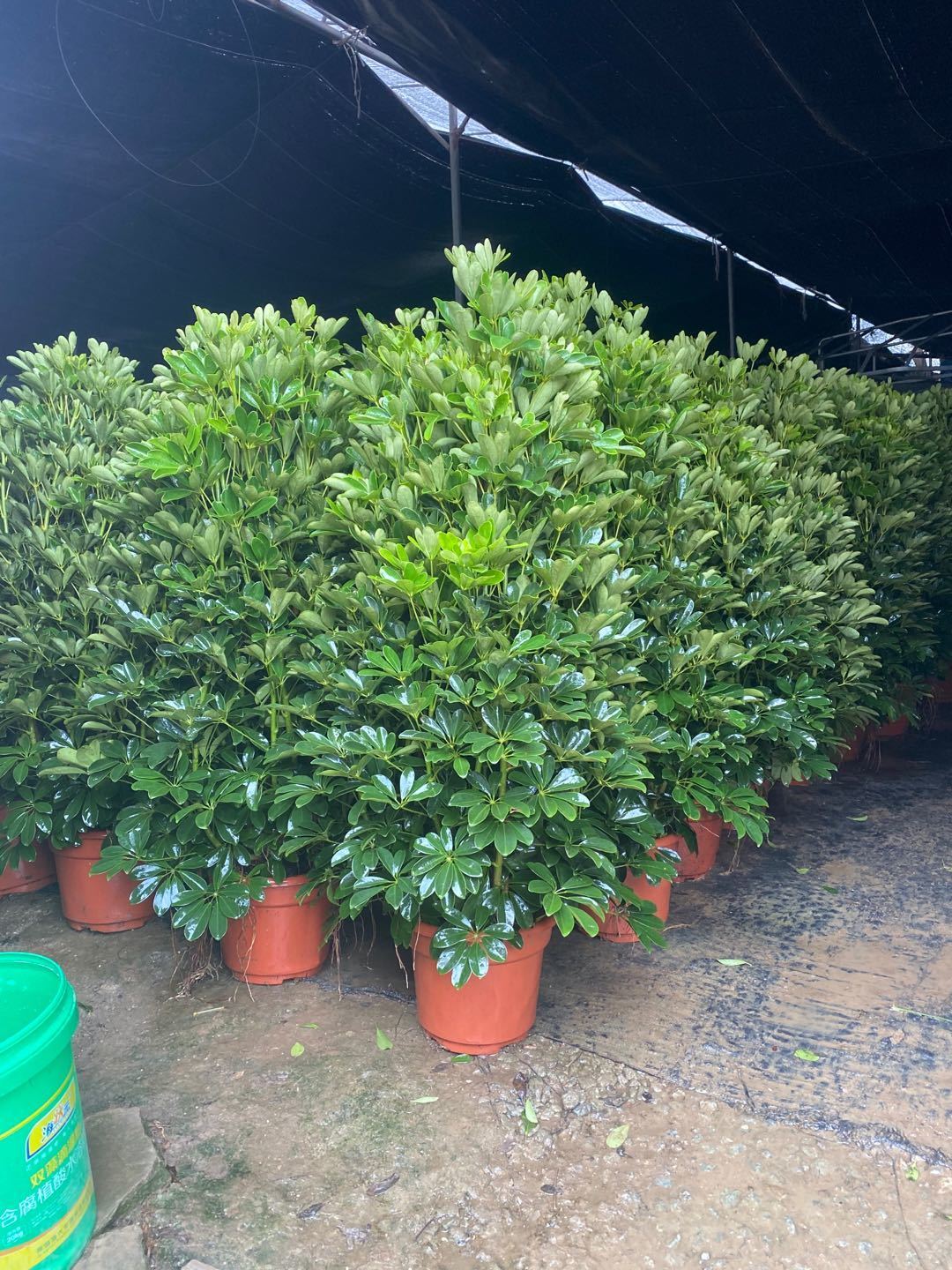 【送货上门】鸭脚木大盆栽鹅掌柴办公室客厅室内外绿植除甲醛清新空气