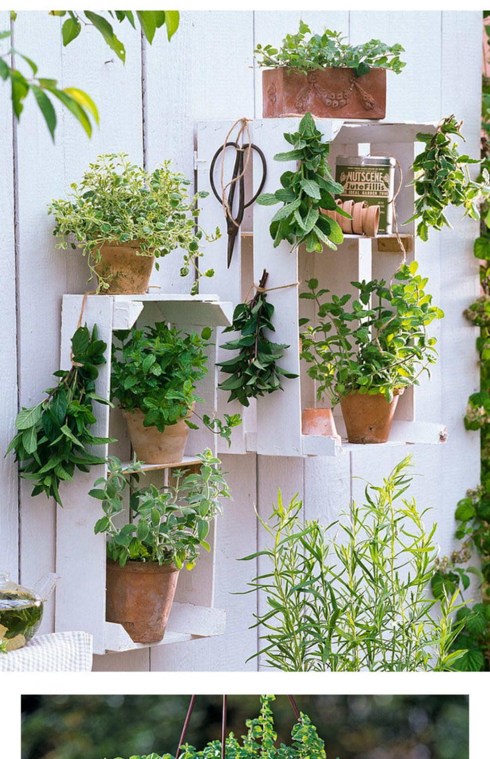 薄荷室内阳台可食用薄荷叶易养驱蚊吸甲醛绿植盆栽苗越南薄荷带盆栽好