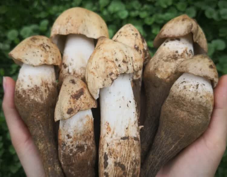 云南新鲜鸡枞菌1500g 大白鸡棕鸡纵云南蘑菇顺丰航空 鲜荔枝菌 现挖