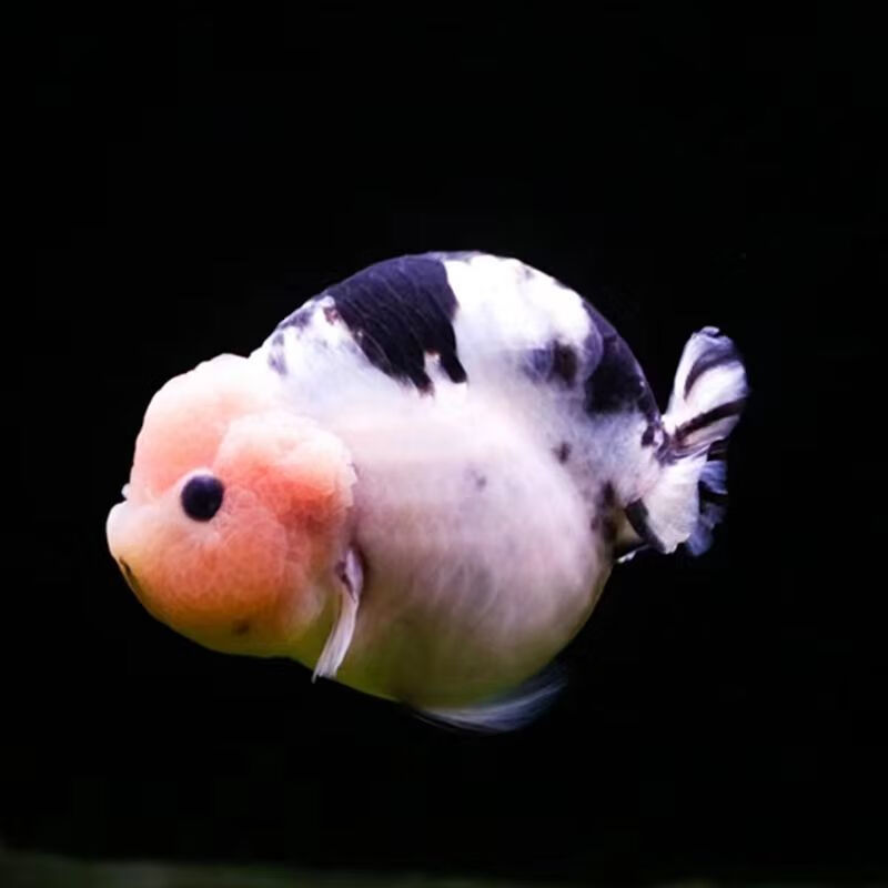 荣郁珍珠金鱼观赏鱼精品珍珠活体皇冠鼠头珍珠五花红白黑珍珠包活鱼苗