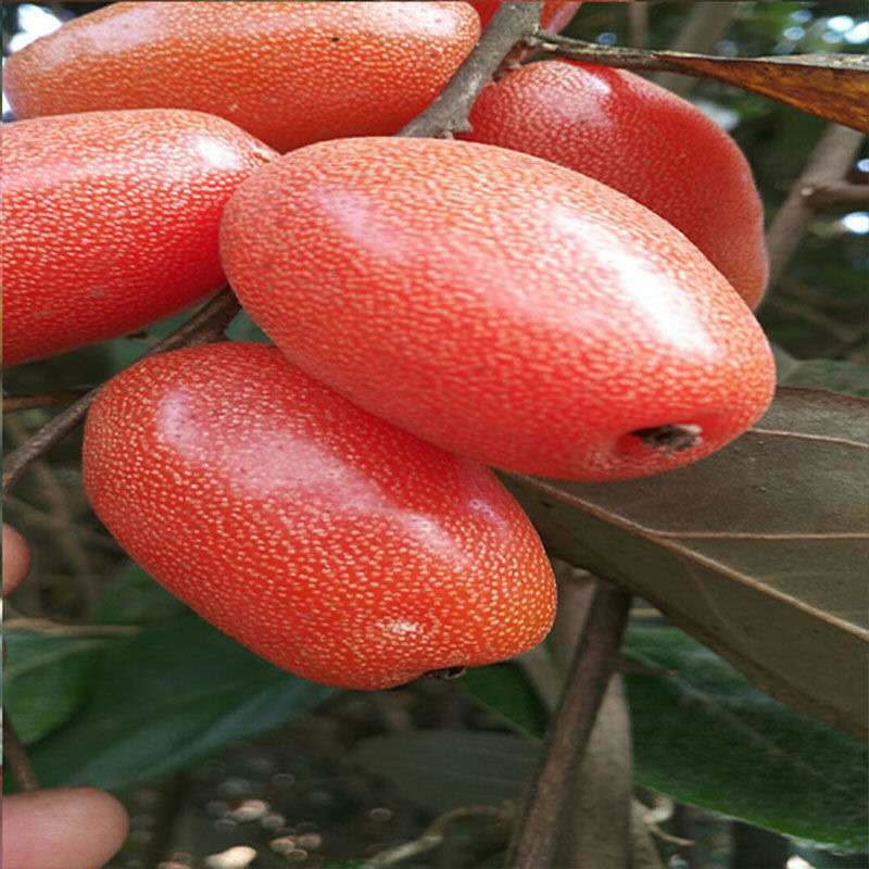 羊奶果苗特大果形德甜二号胡颓子苗胡秃子苗羊奶果树苗当年结果2棵