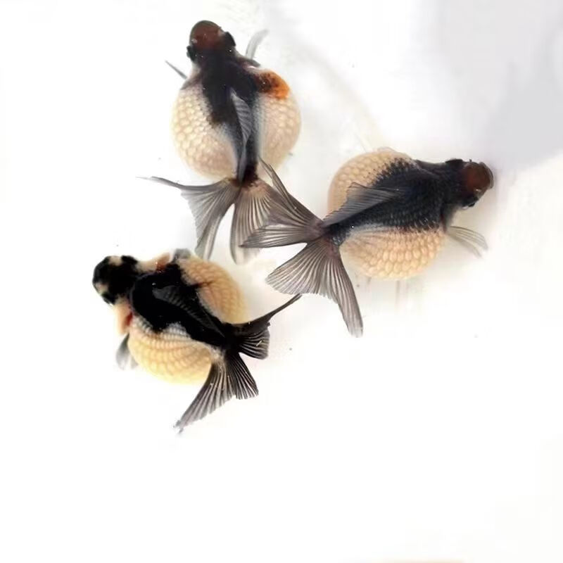 荣郁珍珠金鱼观赏鱼精品珍珠活体皇冠鼠头珍珠五花红白黑珍珠包活鱼苗