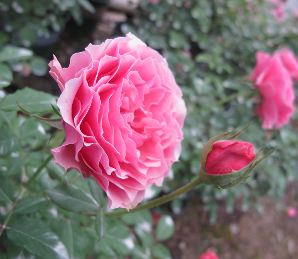 新月季花苗惑星/星斗 (letoile)月季苗花多丰花浓香【图片 价格 品牌