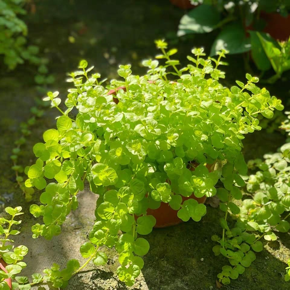 磐阙轻奢串吊兰金叶过路黄垂钓植物沼泽挺水植物四季常青地被苗抖音网