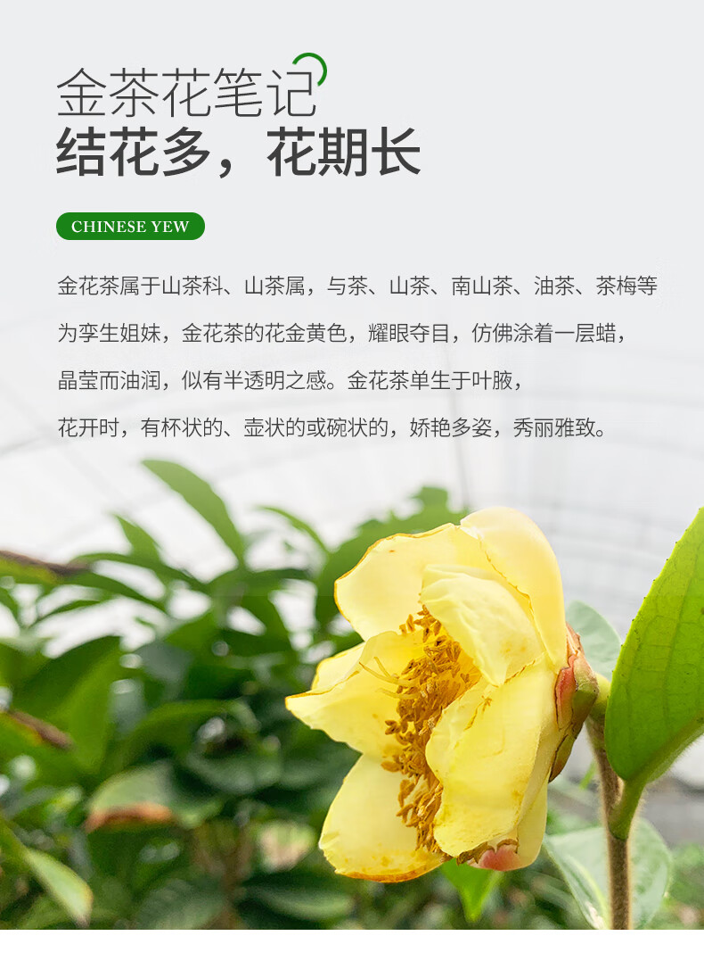 防城金花茶树苗防普原生金花茶盆栽花卉凹脉黄樽带花苞名贵茶花防城