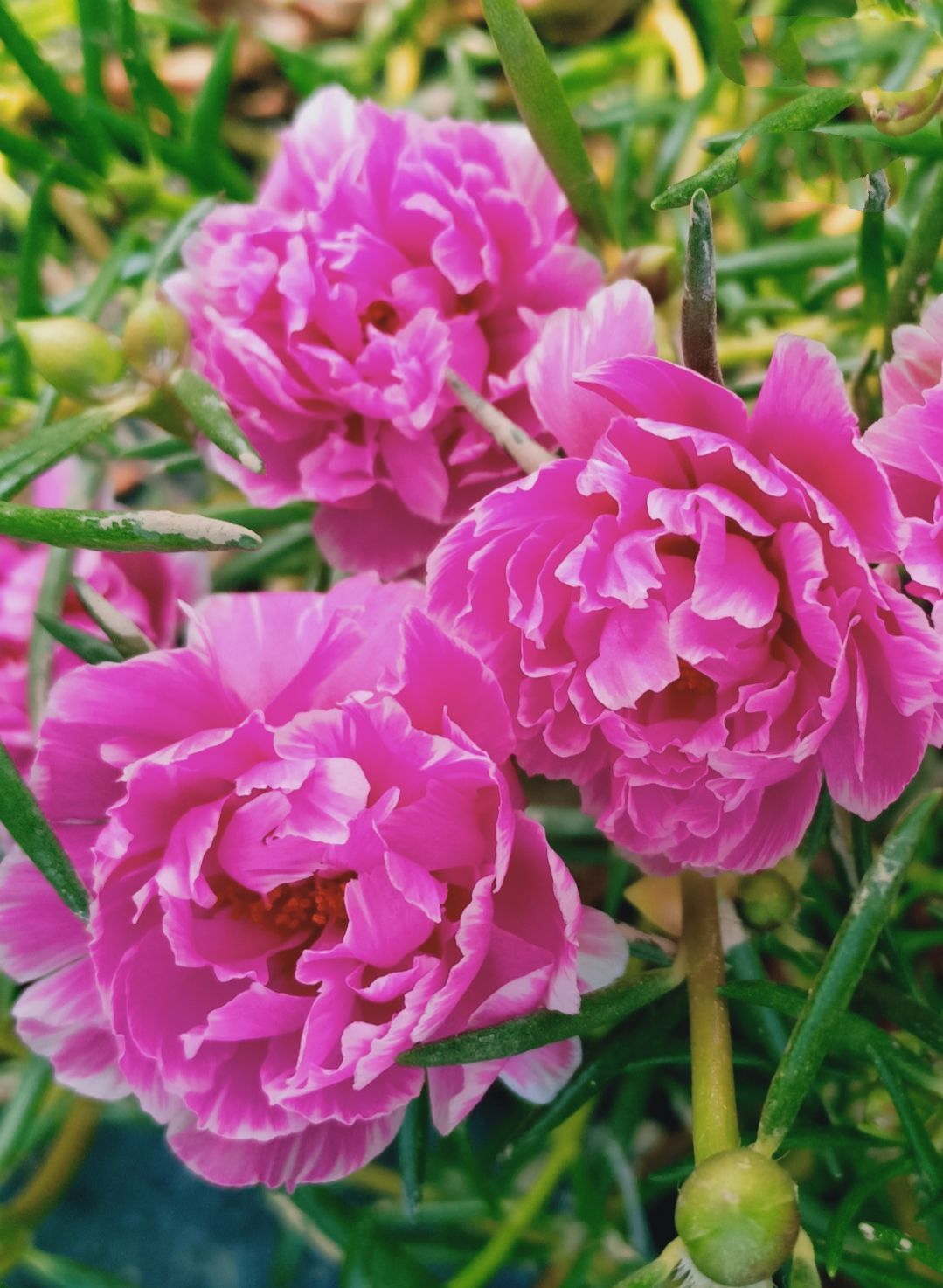 重瓣泰国日本进口新品9种色太阳花枝条重瓣太阳花苗四季开花 经典8色