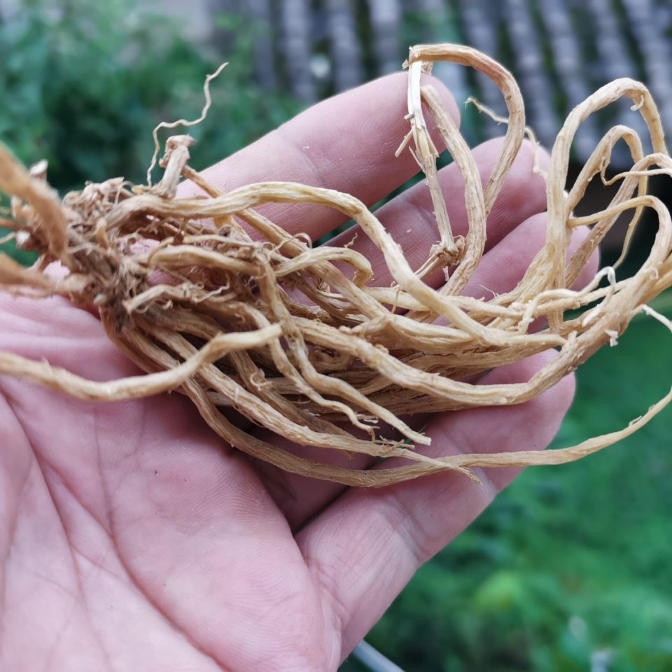 伟博贵州大鹅儿肠干货500克中药材鹅耳肠草药通经草黑牵牛老鹳精500g