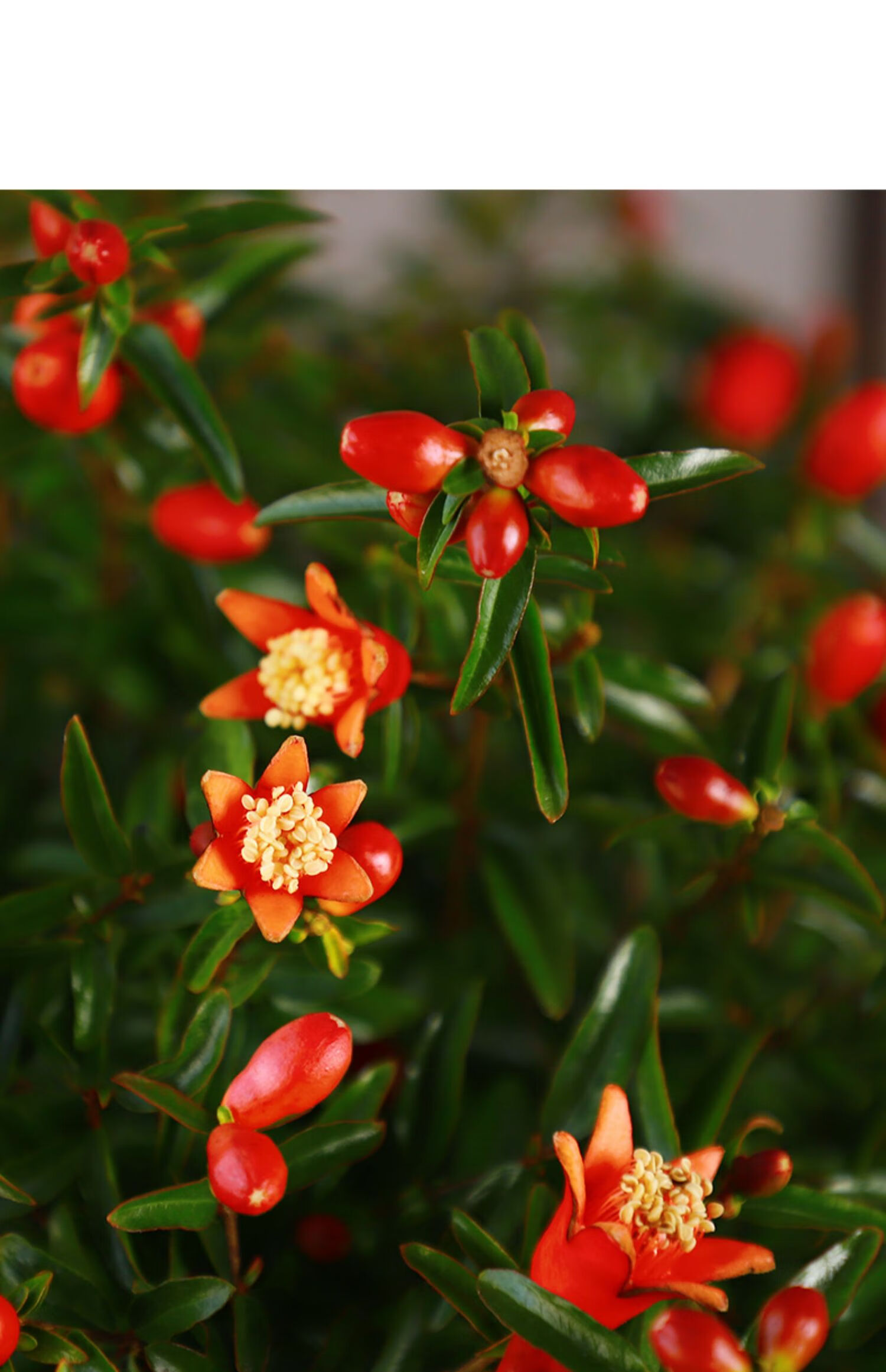 石榴花盆栽花卉植物室内四季开花爆盆室外阳台花易活家养净化空气2年