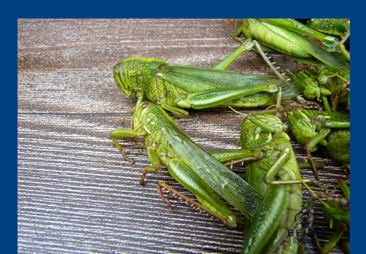 有仁堂个个带籽全母棉蝗蚂蚱纯母新鲜冷冻青蚂蚱蝗虫蹬倒山蚂蚱大蚱蜢