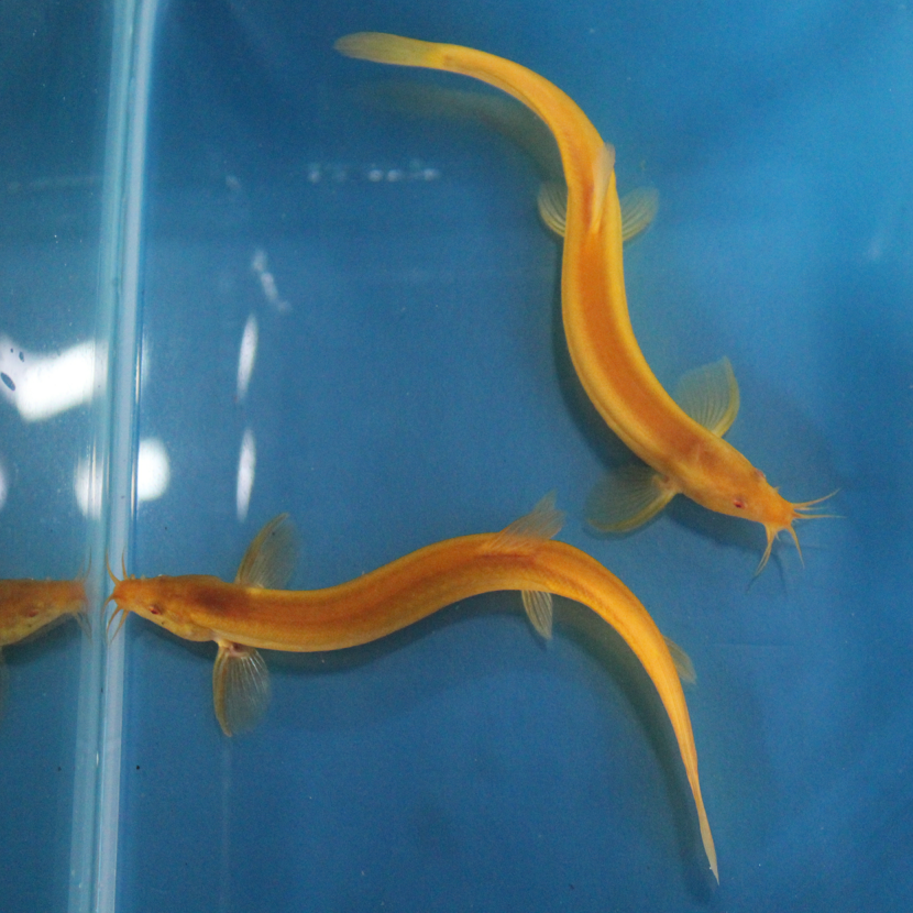 观赏鱼苗招财鱼黄金泥鳅苗活体冷水鱼小金龙清道夫鱼垃圾鱼淡水鱼超