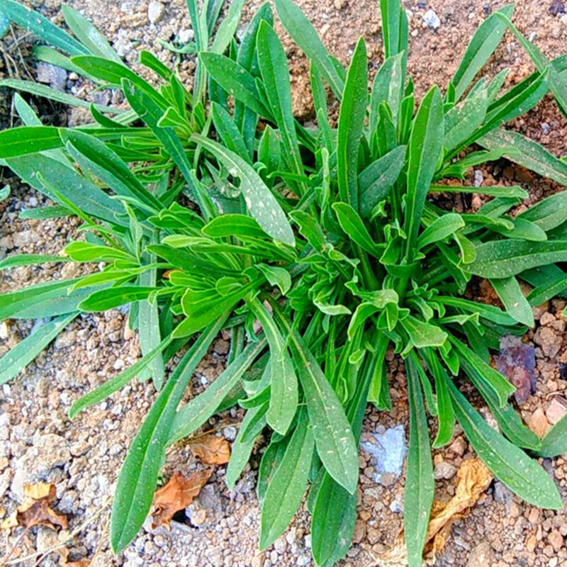 素界 面条菜时令羊蹄棵新鲜现挖山东特产带箱五斤装顺丰 1000g【图片