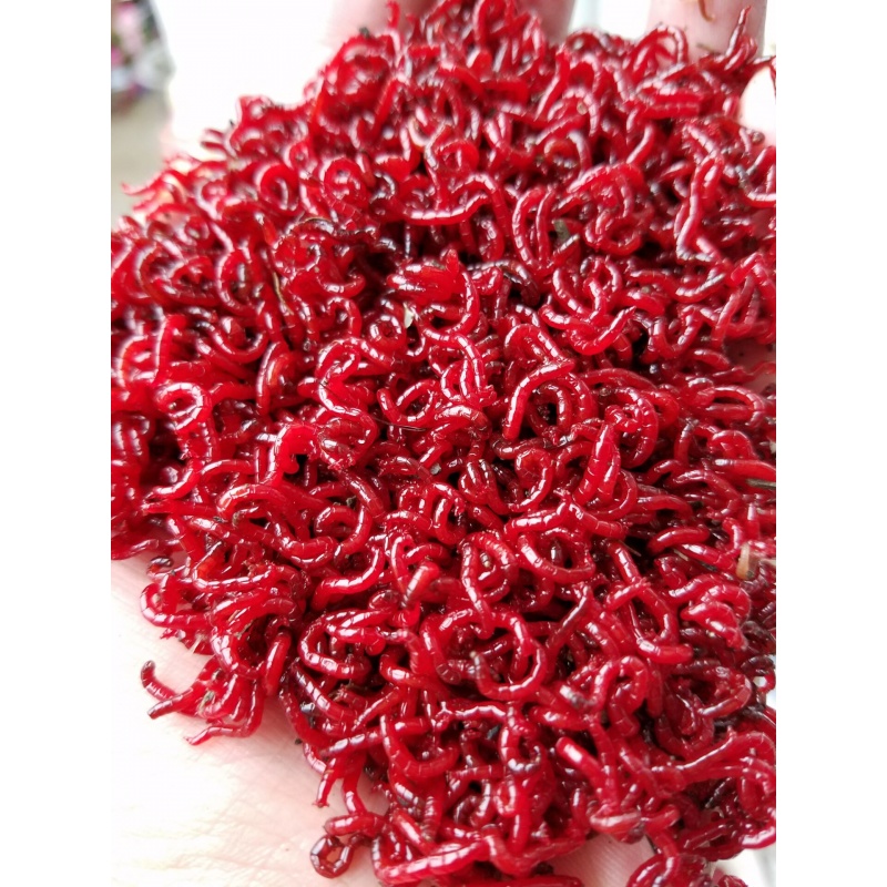 钓鱼用品特大鲜活红虫活饵活体新鲜鱼食垂钓红虫鱼饵鲤鱼大号 拉饵中