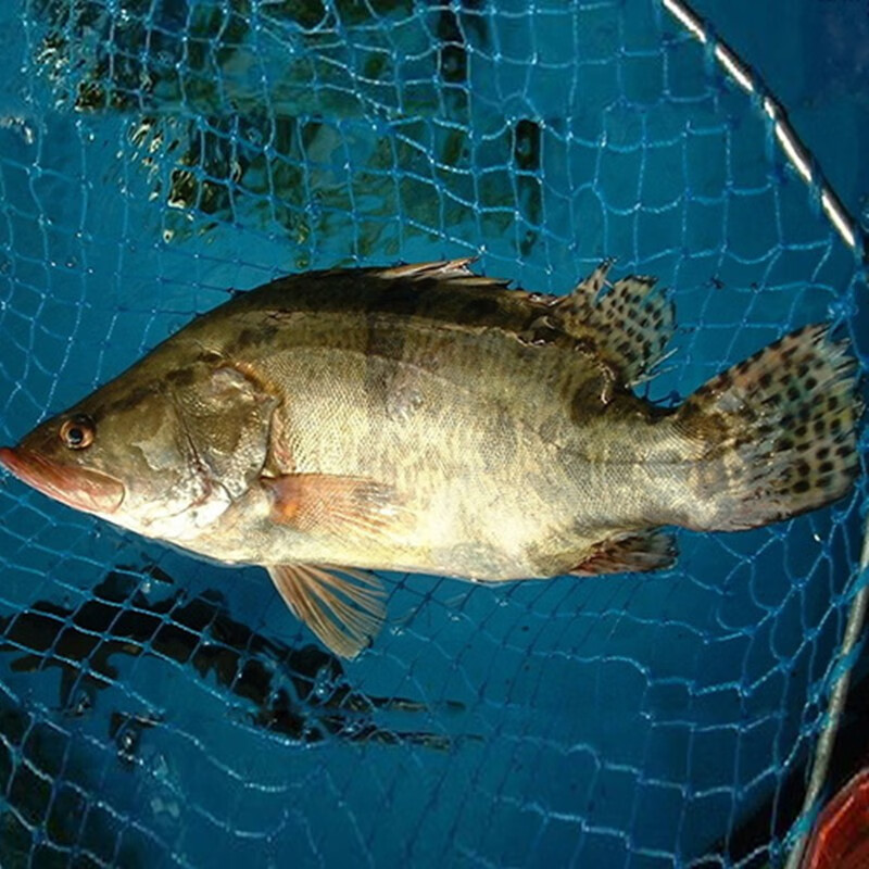 桂花鱼苗活体桂鱼苗淡水养殖食肉冷水观赏鱼苗斑鳜鱼批发大口鳜鱼苗
