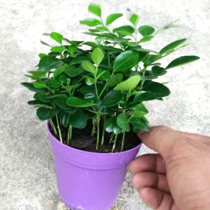 htyun九里香树苗盆栽清香驱蚊植物室内办公桌面阳台花卉 小富贵