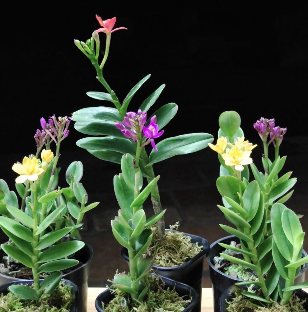 石斛兰树兰咖啡兰兰花带盆栽好室内桌面微型盆栽花卉花期会带花紫色