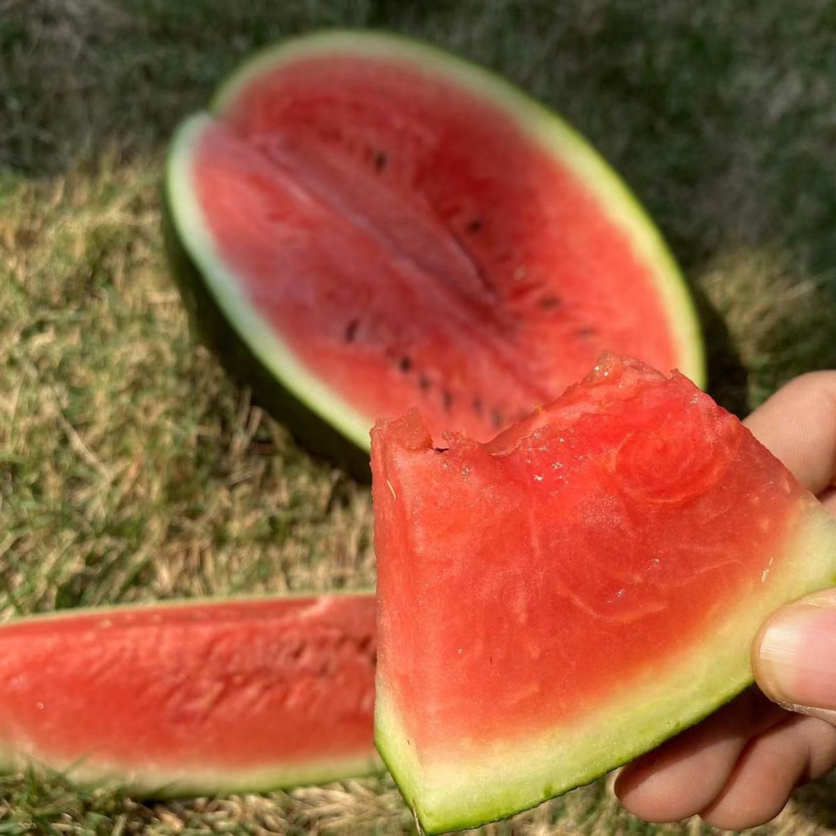 【现货现货】【不熟包】新鲜西瓜应季水果黑美人特小凤黄心麒麟西瓜