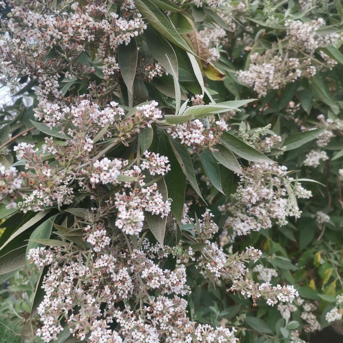 新货贵州黄饭花染饭花天然糯米染色密蒙花茶中药野生密蒙花 500克1斤