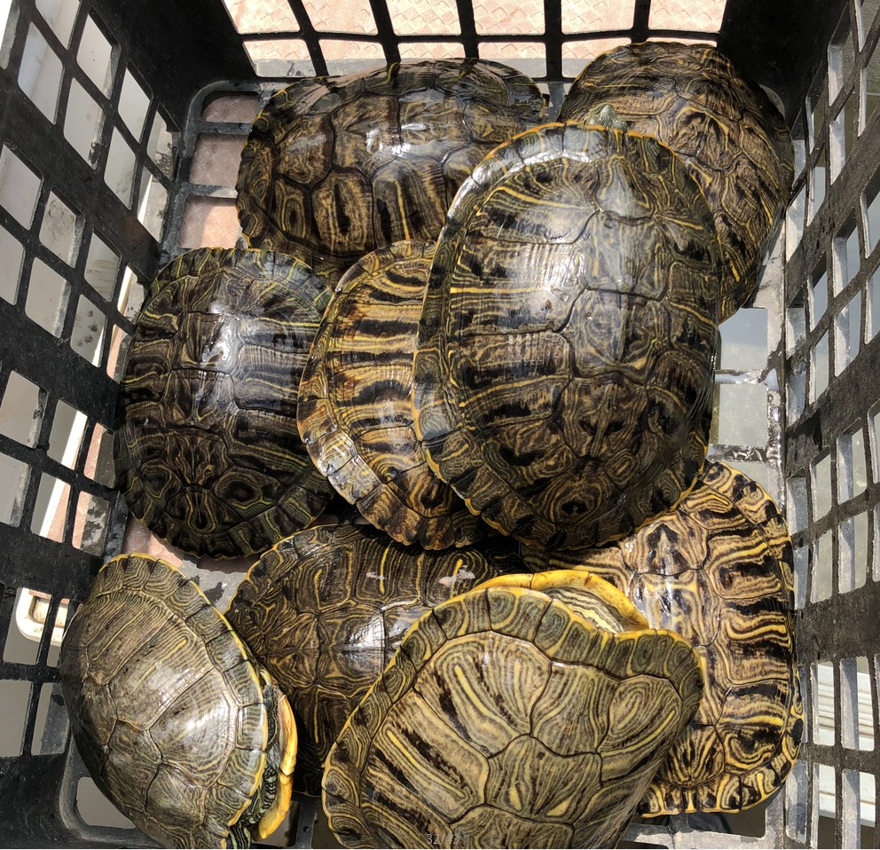 超大巴西乌龟活物外塘繁殖种龟活体超大乌龟下蛋龟产蛋龟配种公2斤