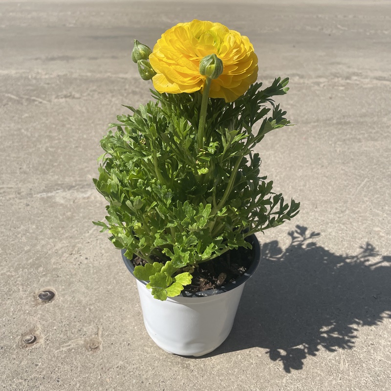 重瓣花毛茛花苗 带花发货 芹叶牡丹观花植物 洋牡丹盆栽四季花卉 玫红