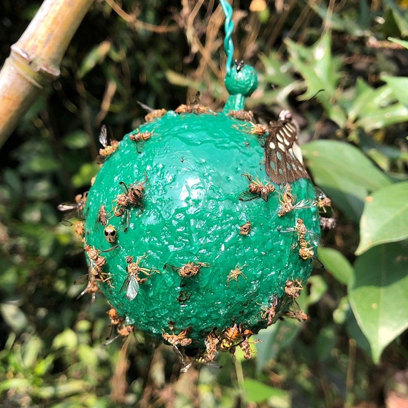 创步诱蝇球瓜果实蝇粘虫球捕柑橘大实蝇杀桔小实蝇针蜂沾马蜂灭贴粘