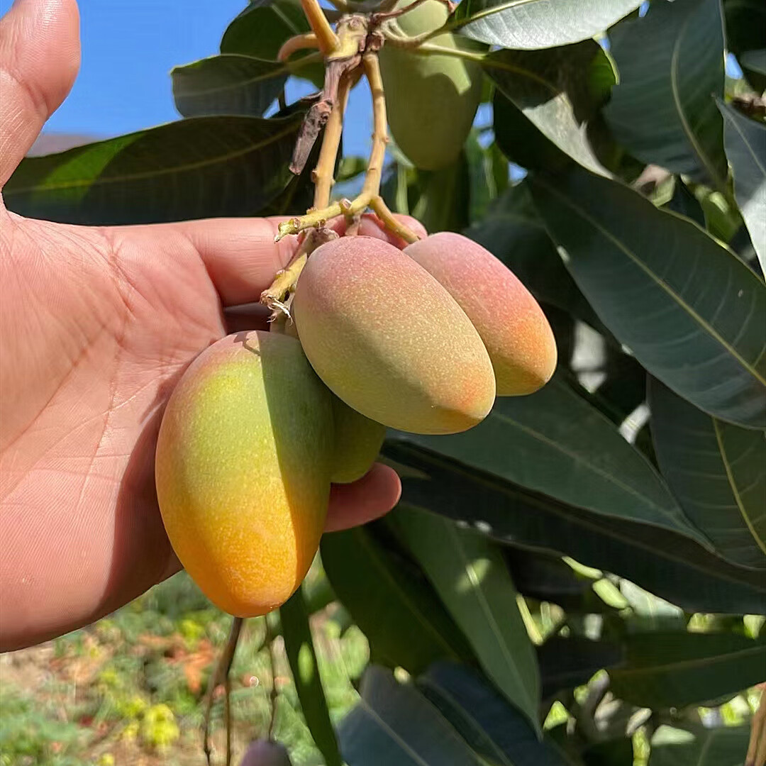 攀枝花树上熟小贵妃芒果新鲜8斤5斤水果当季整箱贵妃芒超甜果味浓