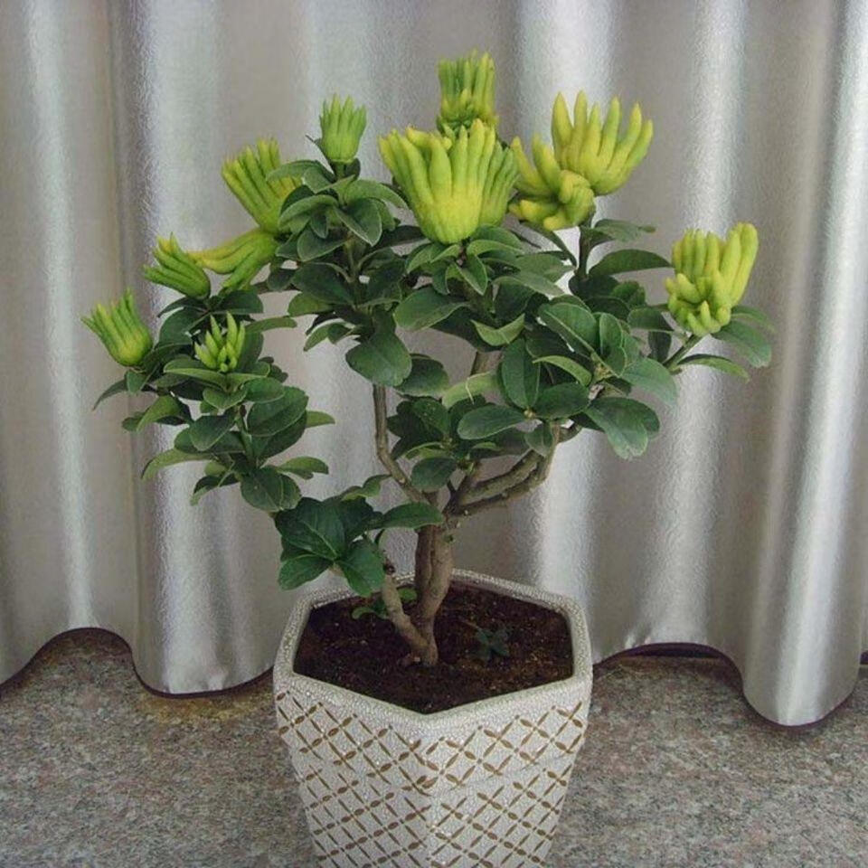 汇泉佛手盆栽青佛手金佛手四季常青树苗盆栽佛手柑当年结果佛手果树苗