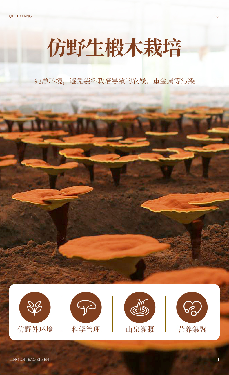 【精选新日期】杞里香 长白山灵芝孢子粉健康滋补【图片 价格 品牌 报