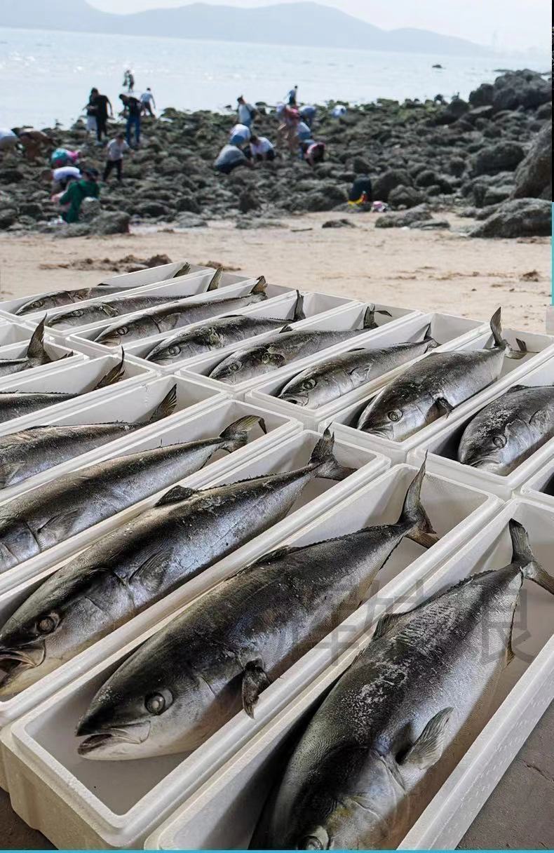 特大鲅鱼金鲅礼盒装年货送礼冷冻新鲜鲜活深海大鱼饺子馅马鲛鱼净重