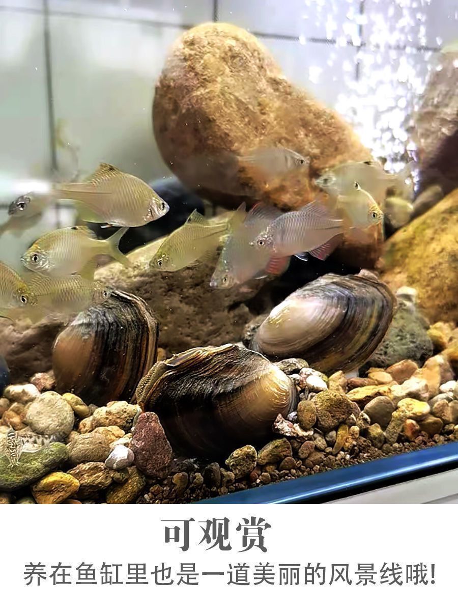 河蚌活体水族箱鱼缸净化清洁水质观赏宠物鳑鲏鱼专用繁殖孵卵好养河蚌