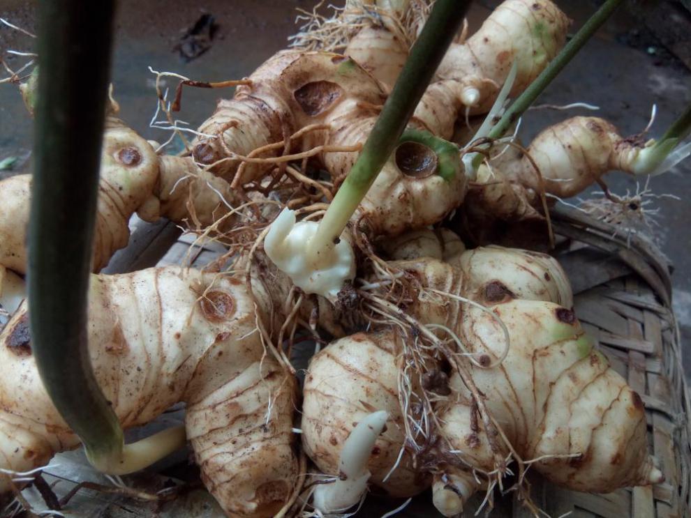 药食两用中药原材5到12年新鲜姜型多花黄精老虎姜煲汤泡酒滋补品 杞里