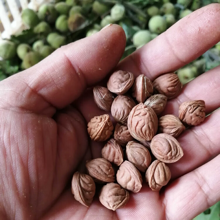 秦岭毛桃核 手串手持料雕刻料散仔原料文玩桃核 每斤打孔费15元 16mm