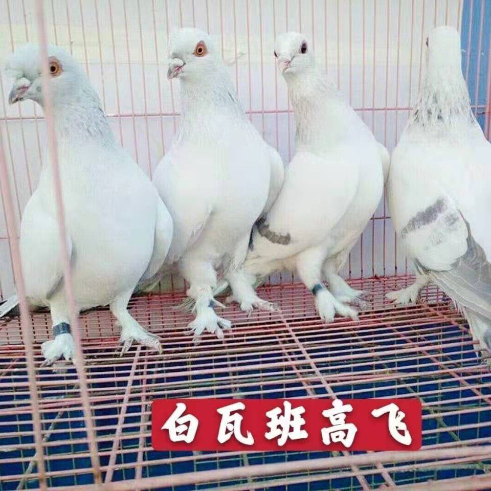 中国高飞鸽图片及价格图片
