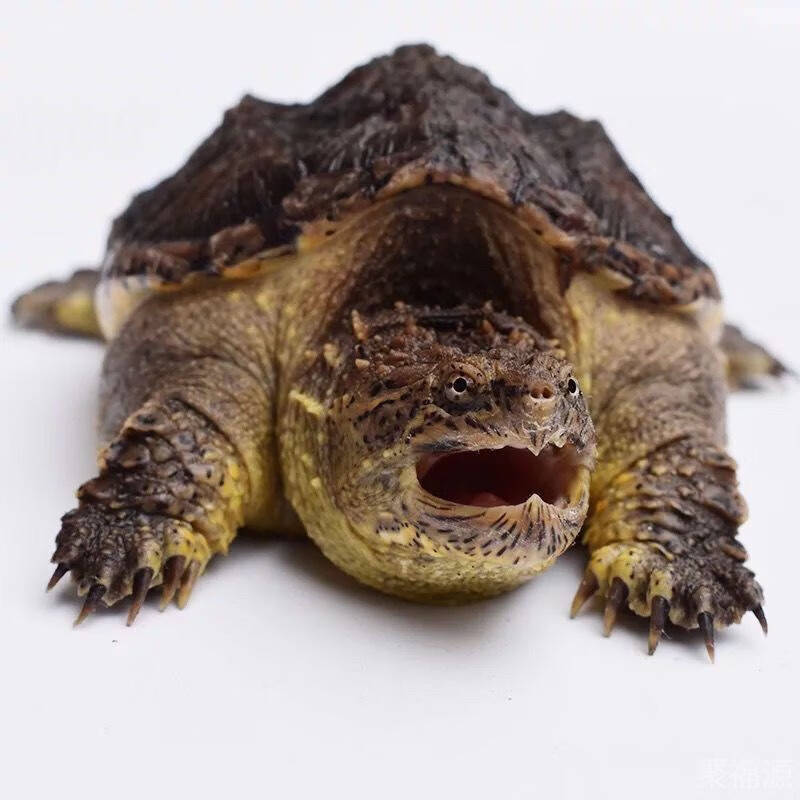 佛鳄小鳄乌龟活物超爆刺原种活体暴刺纯佛北美小鳄乌龟深水活物 国产