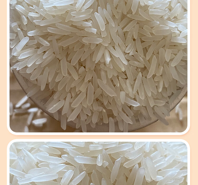 广东台山特产大米15kg无抛光无打蜡农家象牙香粘米30斤装新米籼米 新