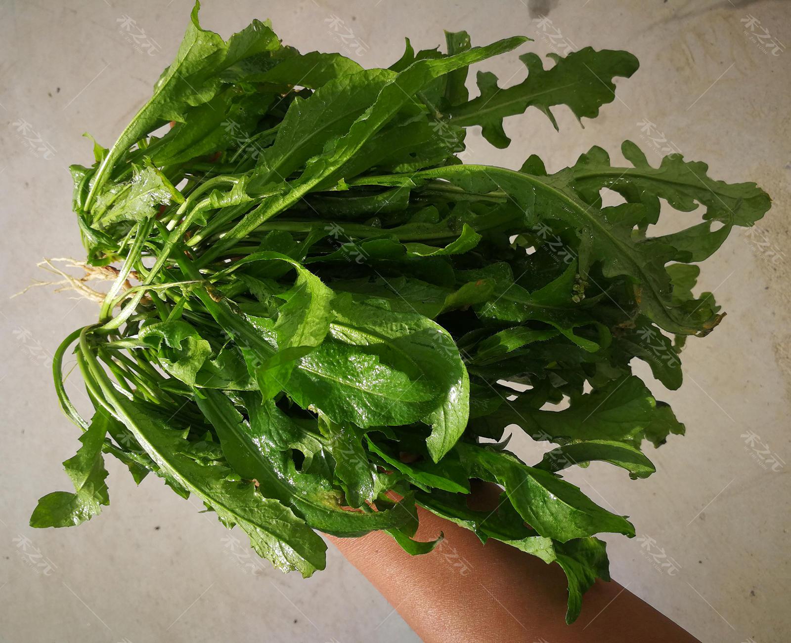 大叶荠菜250克【图片 价格 品牌 报价】-京东