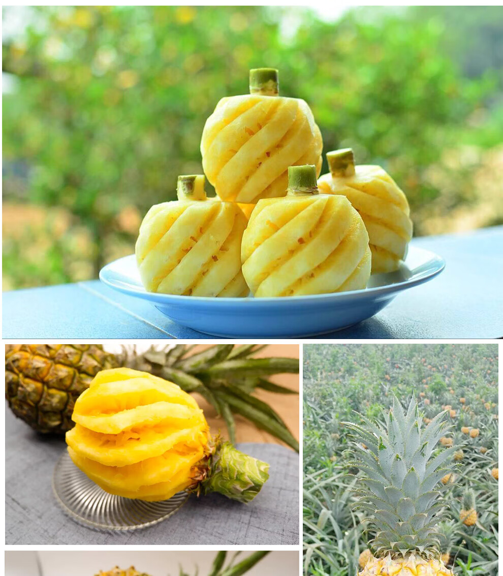 顺丰空运 鲜惠源 去皮泰国香水小菠萝 1kg7-12个 削皮迷你小菠萝生鲜