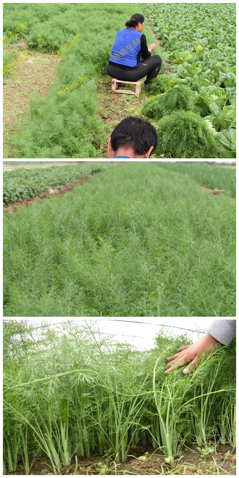 新鲜茴香菜4斤 小茴香蔬菜 荤香菜苗回香 2000g=4斤