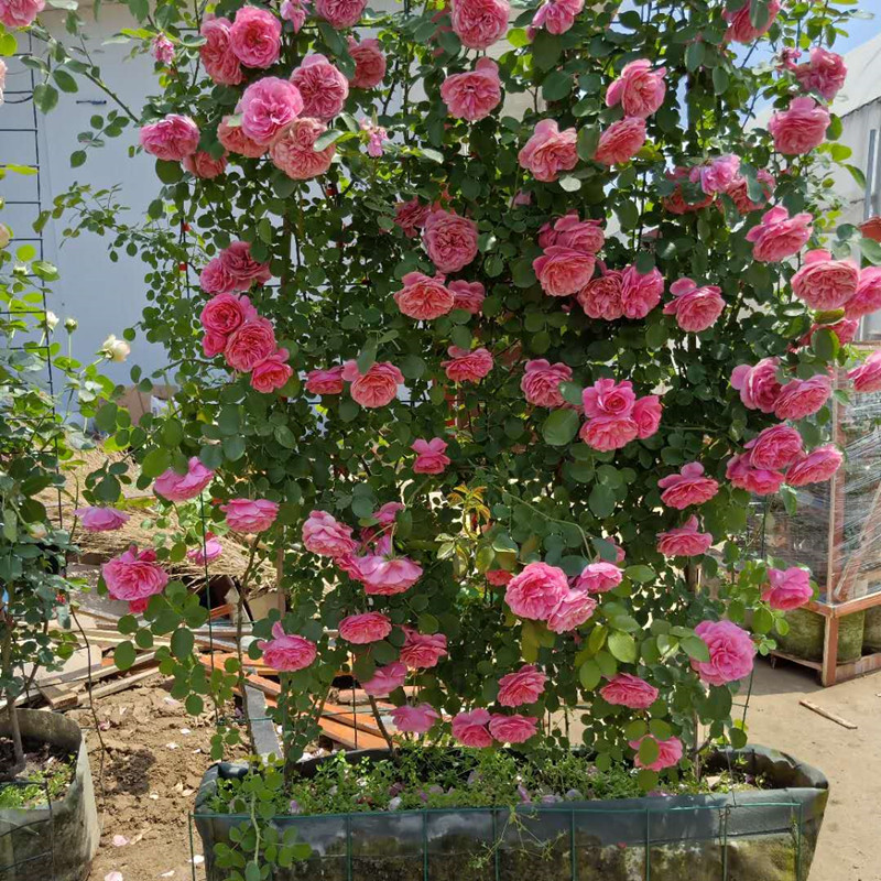 本月季特大花苗龙沙宝石四季开花庭院别墅蔷薇花苗爬藤花墙 梅郎珍珠