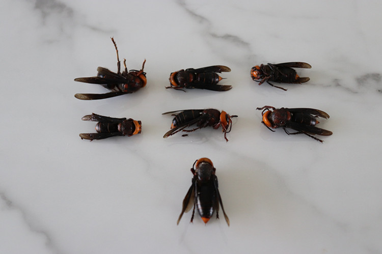 红娘虎头蜂大胡蜂活体冰冻牛牯地龙蜂深山黑马蜂土越南泡酒料【图片