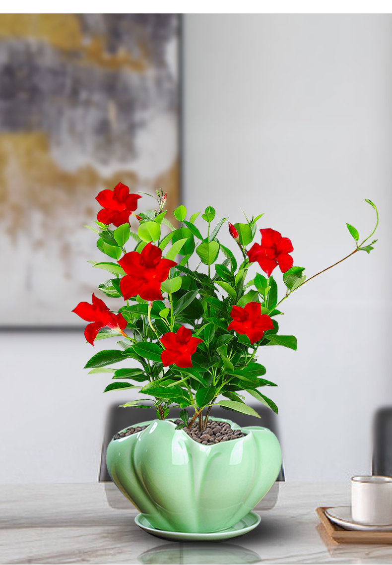 万里飘香藤花绿植盆栽室内四季浓香花卉爬墙垂吊植物庭院养易活 [精品