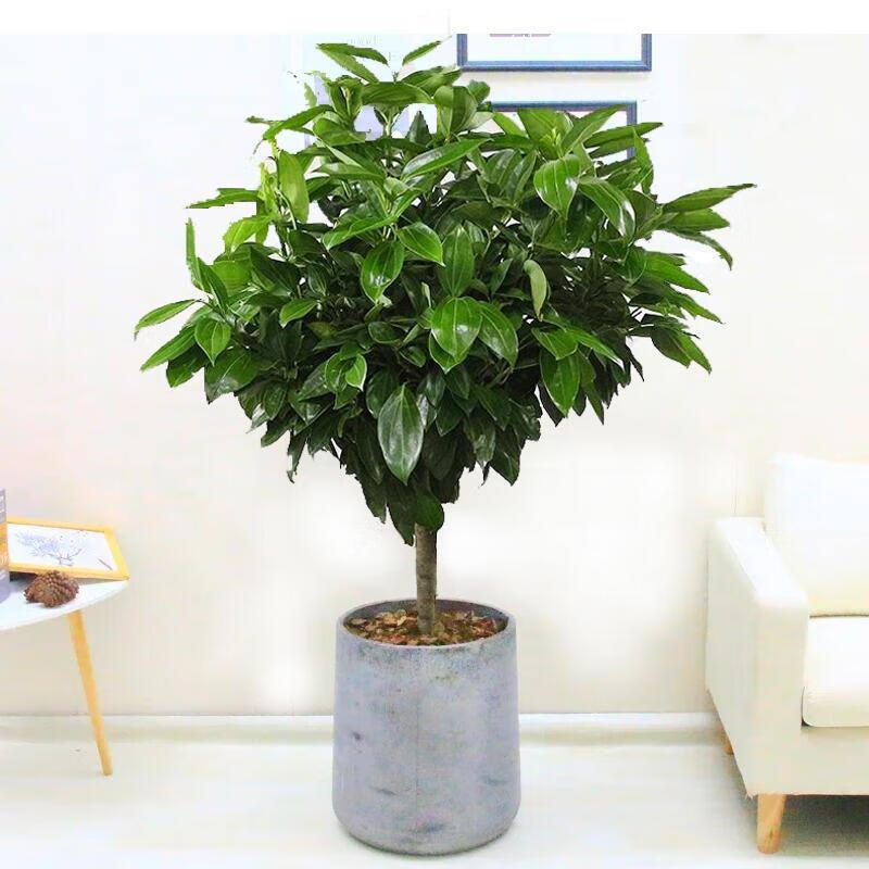 平安树幸福树盆栽大型绿植花卉树苗小盆栽室内客厅办公室植物盆景