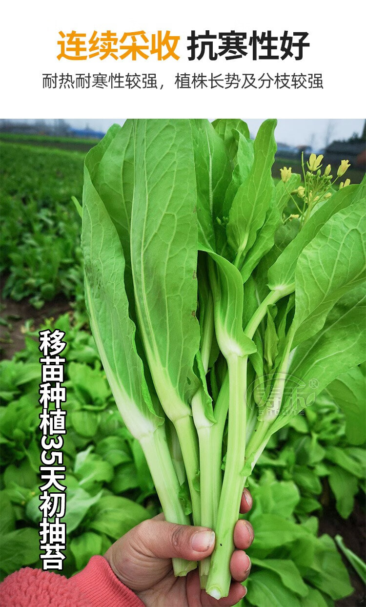 白菜薹種子種籽大全菜種苔菜四季菜心菜薹蔬菜孑菜芯