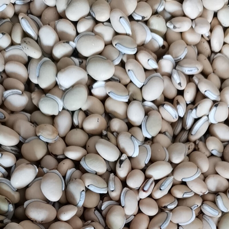 杭情葛藤种子护坡种籽百花银背藤野葛根边坡绿化藤本植物沙土巩固爬藤