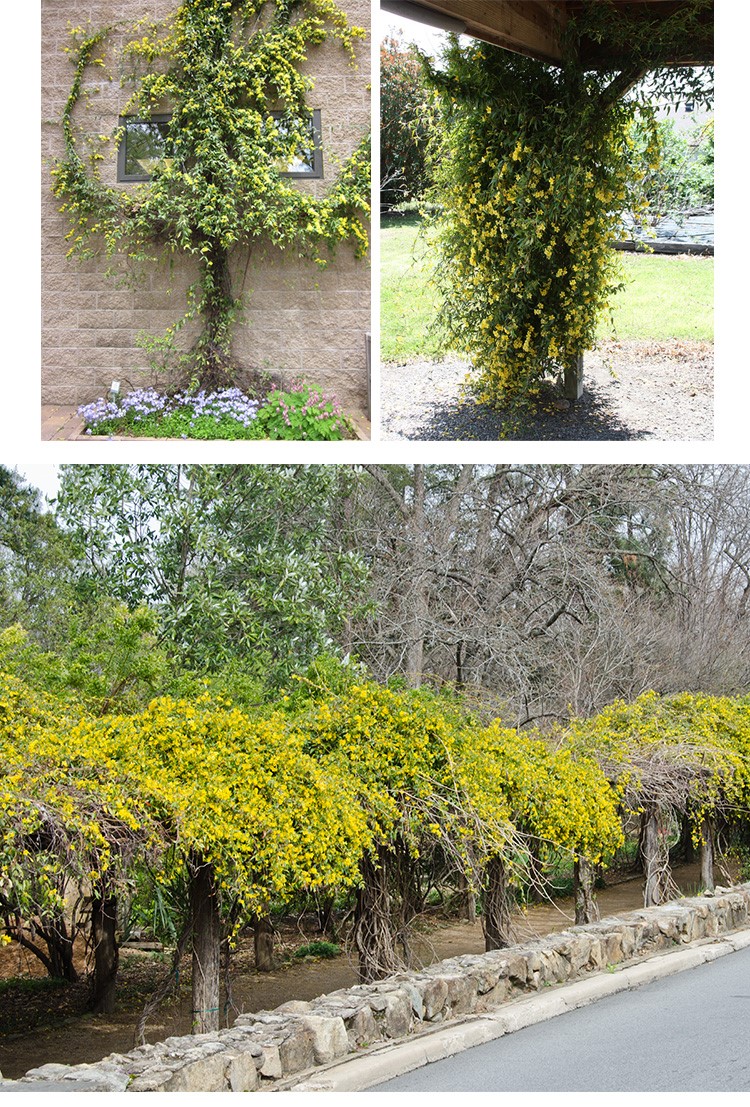 飄香藤濃香花卉茉莉花爬藤庭院陽臺室內藤蔓苗植物多季開花 法國香水