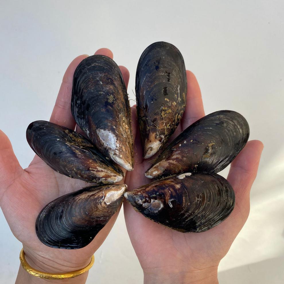 大青口贝鲜活特大海虹淡菜新鲜冷冻海鲜贻贝青口贝水产10斤装