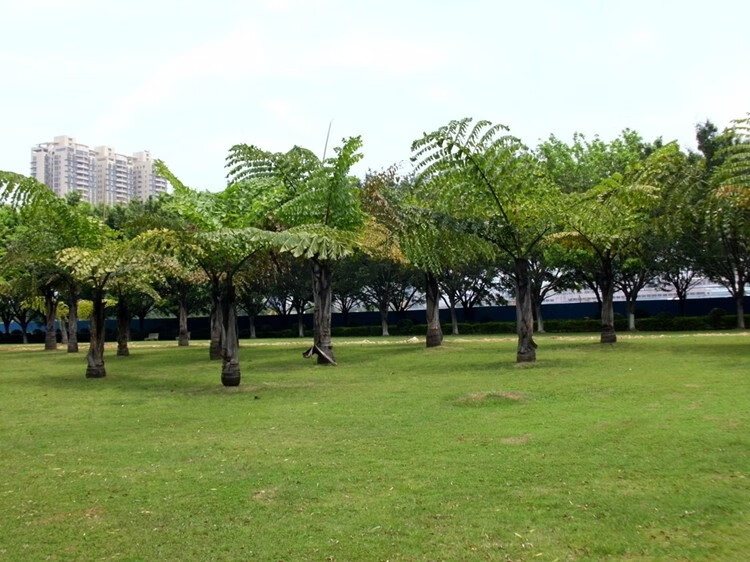 台湾2号草坪种子 结缕草种子矮生四季青草籽台湾青种子台湾草草种