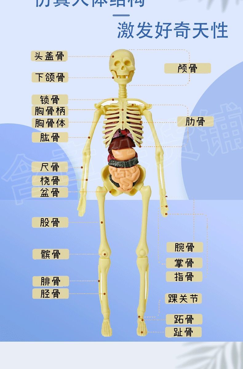 人體器官玩具人體骨架模型內臟模型仿真可拆卸醫學教具科教類玩具骨架