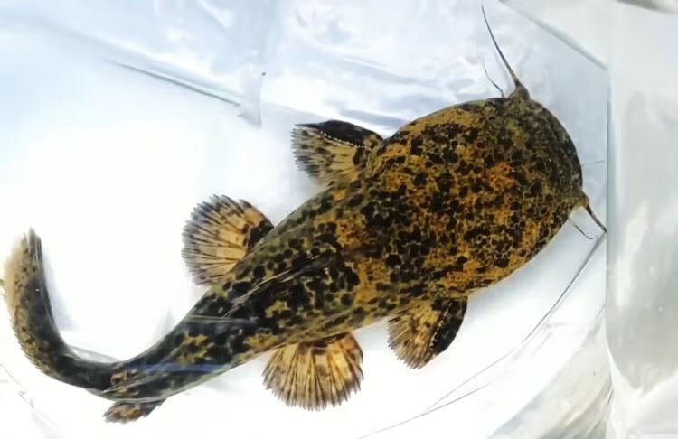 南美大型鲶鱼麻花阔嘴鲸黑魔鲸巴西帝王鲸水族箱凶猛鱼大嘴鲸活体水